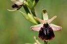 Ophrys mammosa